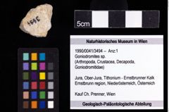 Foto (Objekt + Etiketten) von Goniodromites sp. 